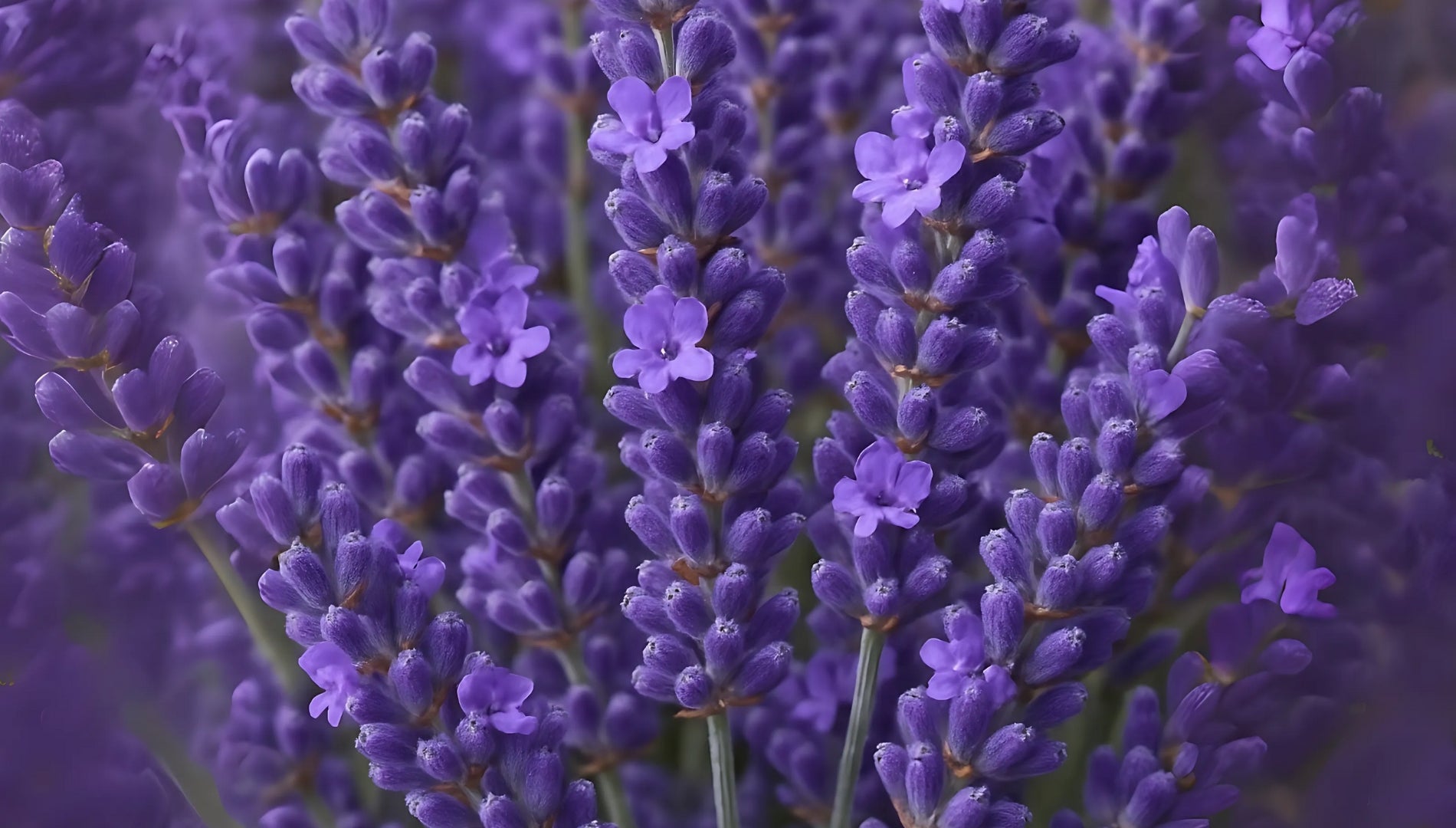 Lavande, ingrédient naturel et apaisant des parfums d'intérieur Maison Cyrelle